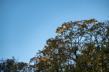 Autumn tree tops landscape view. Tree tops in autumn season
