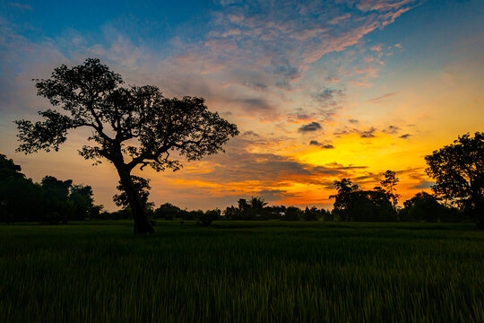 Amazing sunset and sunrise.Panorama silhouette tree on africa.Dark tree on open field dramatic sunrise.Safari theme.Giraffes.