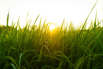 Obraz premium panorama blue sky background with small clouds. White clouds move in the sky in the sunshine. Amazing.