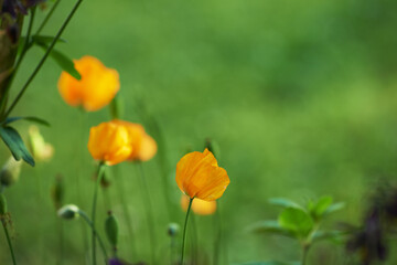 Obraz premium Ice poppy, nature and flowers in garden for growth, ecology or blossom in environment. Iceland, floral plants and leaves outdoor for botany, sustainability or natural texture for decoration in spring