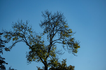 Autumn tree tops landscape view. Tree tops in autumn season