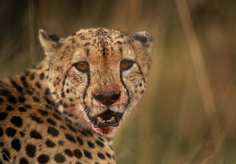 Portrait of a Cheetah at Masai Mara with blood stain in mouth, Kenya