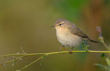 Common chiffchaff -  in autumn at a wet forest 