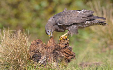 Common Buzzard in autumn at a wet forest