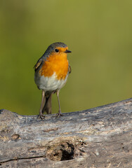 The European robin - at the wet forest in autumn
