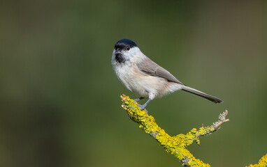 Obraz premium The marsh tit - at a wet forest in autumn