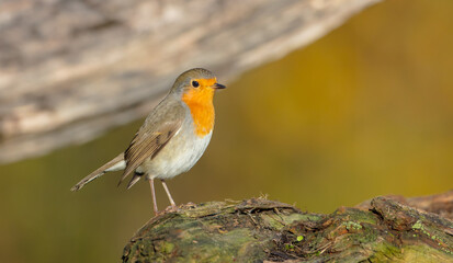 The European robin - at the wet forest in autumn