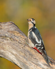Fototapeta premium Great Spotted Woodpecker - male - in the wet forest in autumn