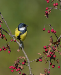 Fototapeta premium Great tit in autumn at a wet forest