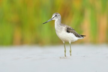 Common greenshank Trnga nebularia bird rain water in pond wetland wading shorebirds waders young nature wildlife cute darling, beautiful animal, lovely animal, ornithology, fauna wildlife Europe