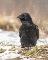 Common Raven - in winter at a wet forest