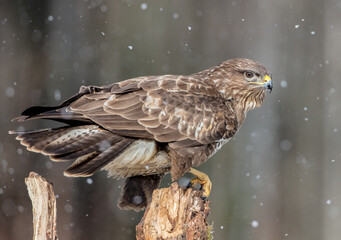 Common Buzzard in winter at a wet forest