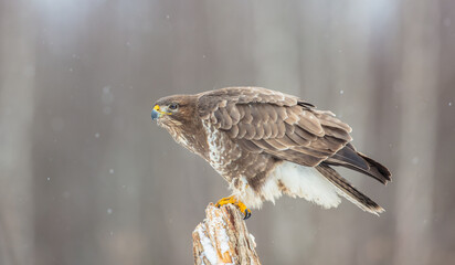Common Buzzard in winter at a wet forest