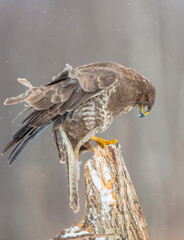 Common Buzzard in winter at a wet forest