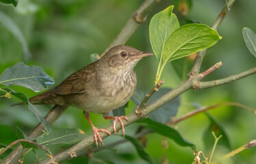 River Warbler - near the nesting place in summer
