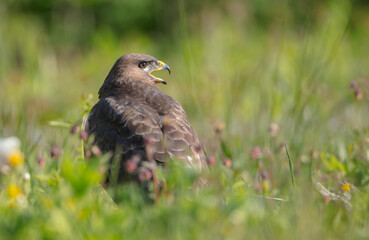 Common Buzzard in spring at a wet forest