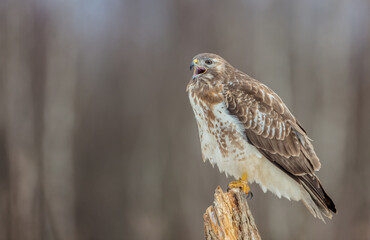 Common Buzzard in winter at a wet forest