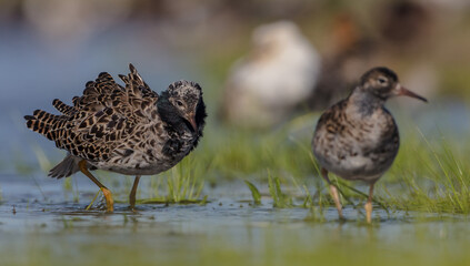 Ruff - male bird at a wetland on the mating season in spring