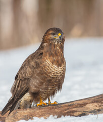 Common Buzzard in winter at a wet forest