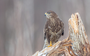 Common Buzzard in winter at a wet forest