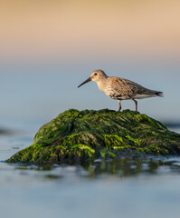 Dunlin - at a seashore on the autumn migration way