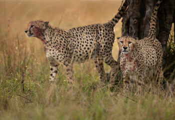 A pair of Cheetah territory marking on a tree at Masai Mara, Kenya