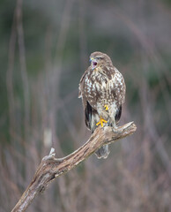 Common Buzzard in winter at a wet forest