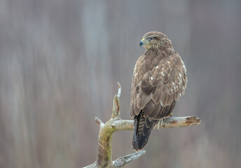 Common Buzzard in winter at a wet forest