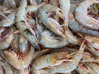 Fresh seafood tiger shrimps lying on ice on a central city market