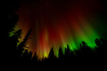 Spectacular radiating Christmas colored red and green Aurora above an evergreen forest
