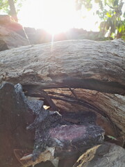 Behind the dry logs you can see the rays of sunlight