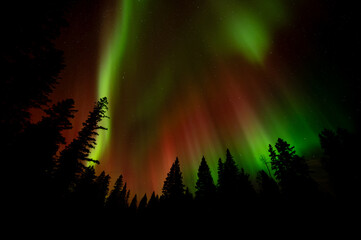 Fototapeta premium Spectacular Christmas colored red and green Aurora above an evergreen forest 