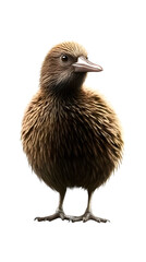 Fototapeta premium Kiwi Bird on Transparent PNG Background, Photo Realistic, Wallpaper, Cover and Screen for Smartphone, PC, Laptop, Transparent PNG