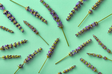 Lavender pattern on green background viewed from above. Top view of lavender on mint color. 