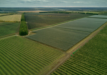 Apple orchards. Top view. Fields 