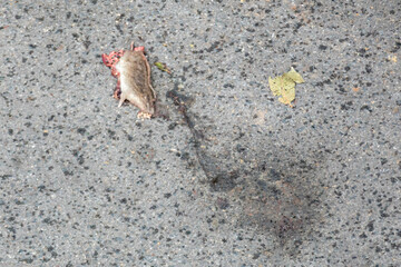 Dead rat run over on urban asphalt