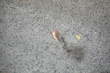 Dead rat run over on urban asphalt