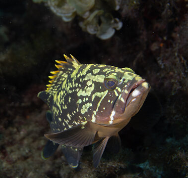 Cernia Bruna - 
Epinephelus marginatus

