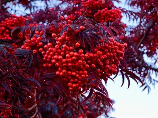Fruits and habitus of Sorbus ulleungensis 'Olympic Flame'. The rowan native to South Korea. This cultivar has gained the Royal Horticultural Society's Award of Garden Merit as an ornamental.