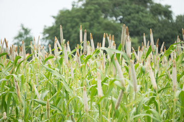 A scenic portrayal of a pearl millet field, featuring tall grass and lengthy stalks, channeling the...