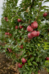 Juicy red apples are hanging on a tree branch in the garden. Agriculture. Eco-friendly products. Gardening