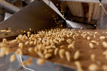 Processing and roasting of peanuts on an industrial scale. Industrial food production.
