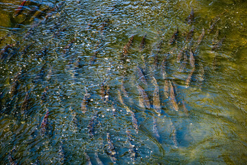 Salmon Homeward Bound 9