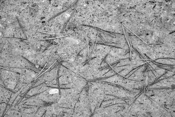 Dead pine needles on the ground