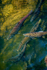 Salmon Homeward Bound Close-up 3