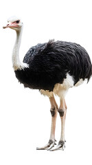 Ostrich Bird on Transparent PNG Background, Photo Realistic, Wallpaper, Cover and Screen for Smartphone, PC, Laptop, Transparent PNG