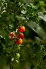 Growing cherry tomatoes in a greenhouse. Production workshops. Environmental products. Gardening