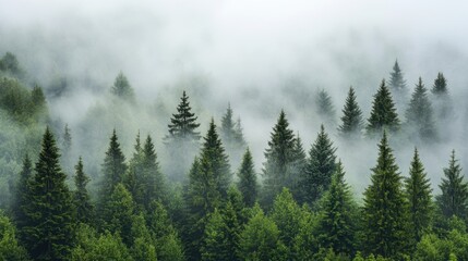 Fototapeta premium Misty forest scene with lush green trees, shrouded in fog, creating a mystical, atmospheric landscape perfect for nature-themed work.