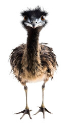 Emu Bird, on Transparent PNG Background, Photo Realistic, Wallpaper, Cover and Screen for Smartphone, PC, Laptop, Transparent PNG