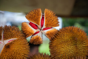 durian fruit partially opened up revealing resting inside thorny skins